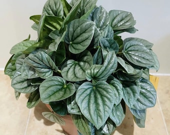 Peperomia Frost Starter Plant: Tropical Green Foliage  **ALL starter plants require you to purchase 2 plants! **