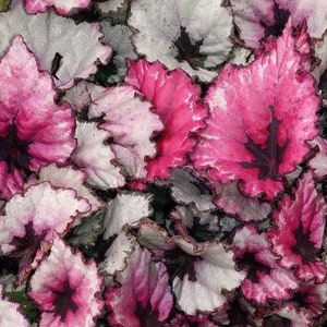 Planta de inicio Rex Begonia Kotobuki (¡TODAS LAS PLANTAS DE INICIO requieren la compra de 2 plantas!)