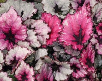 Rex Begonia Kotobuki Starter Plant (ALL STARTER PLANTS require you to purchase 2 plants!)