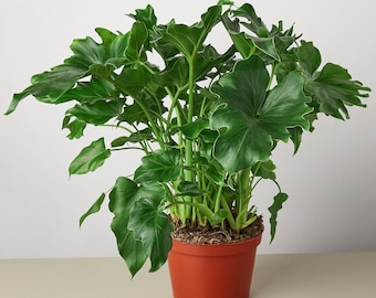 Philodendron “Little Hope”  Starter plant **(ALL starter plants require you to purchase any 2 plants)**