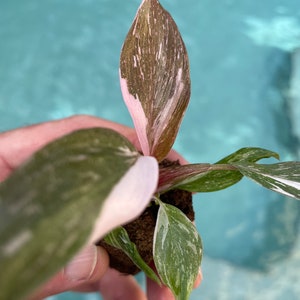 Philodendron Pink Princess PPP ALL starter plants require you to purchase any 2 plants image 4