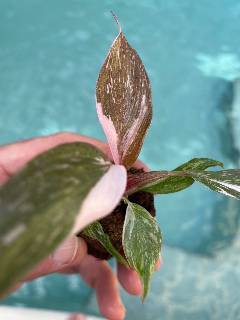 Philodendron Pink Princess PPP ALL starter plants require you to purchase any 2 plants image 4