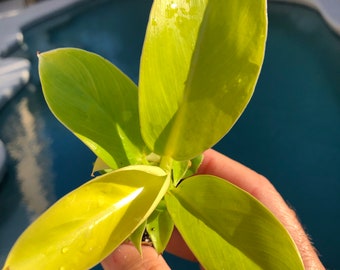 Philodendron Moonlight Golden Goddess **ALL starter plants require you to purchase 2 plants!**