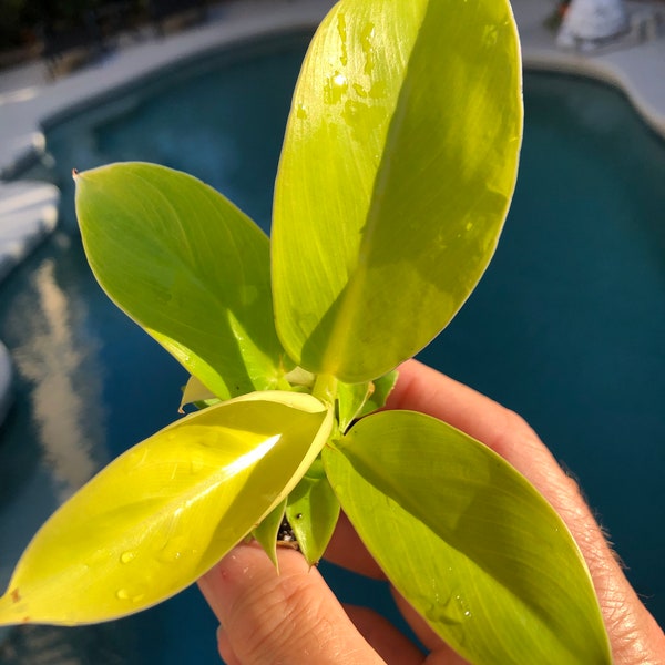 Philodendron Moonlight Golden Goddess **ALL starter plants require you to purchase 2 plants!**