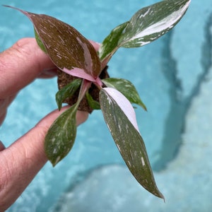 Philodendron COMBO - Philodendron Pink Princess and Philodendron White Princess.