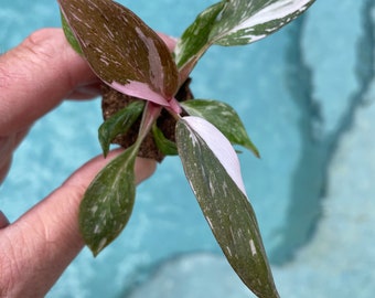 Philodendron COMBO - Philodendron Pink Princess and Philodendron White Princess.