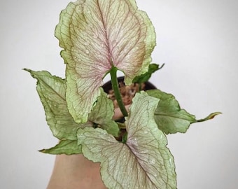 May include: A white and green variegated plant with large, heart-shaped leaves. The leaves have a delicate, veined pattern and a slightly ruffled edge.