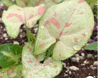 Syngonium “Confetti” starter plant **(ALL starter plants require you to purchase any 2 plants)**