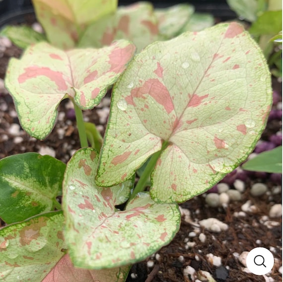 Syngonium “Confetti” starter plant **(ALL starter plants require you to purchase any 2 plants)**