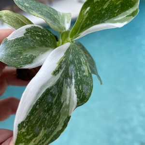 Puede incluir: Una peque&ntilde;a planta de interior con hojas variegadas. Las hojas son principalmente blancas con vetas verdes.
