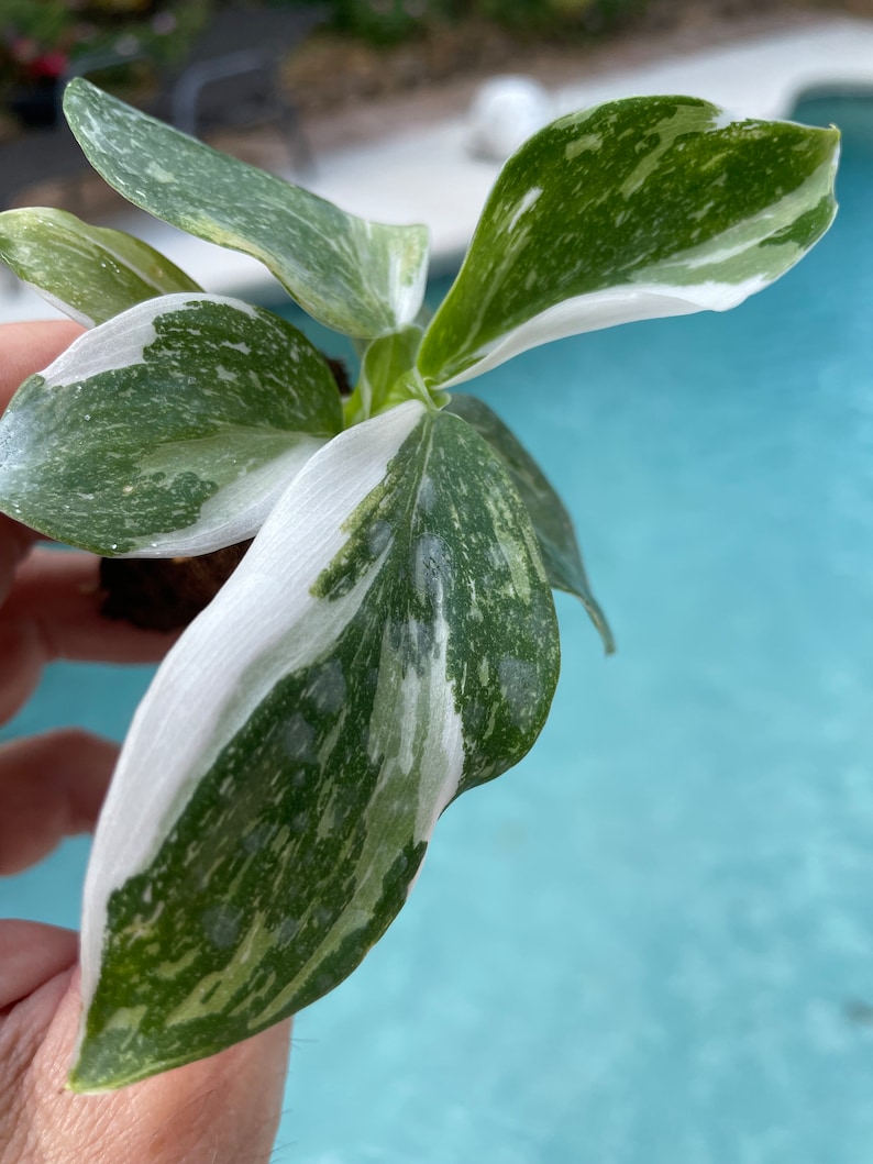 Puede incluir: Una peque&ntilde;a planta de interior con hojas variegadas. Las hojas son principalmente blancas con vetas verdes.