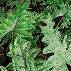 Alocasia Jacklyn starter plant.*** Please note all starter plants require you to purchase 2 plants****