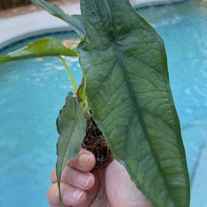Alocasia Dragons Breath starter plant.*** Please note all starter plants require you to purchase 2 plants****