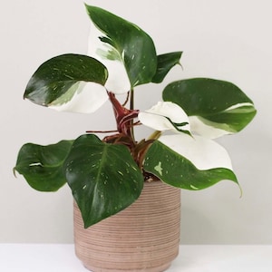 Puede incluir: Una planta de interior variegada en blanco y verde con tallos rojos en una maceta marr&oacute;n. La planta tiene hojas grandes, de forma ovalada, con variegaci&oacute;n blanca.