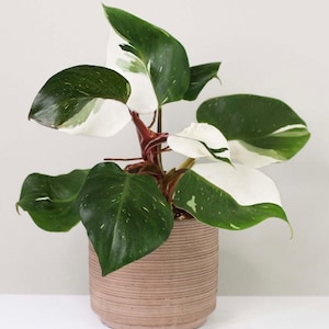 Philodendron White Wizard **(ALL starter plants require you to purchase any 2 plants)**