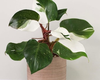 Philodendron White Wizard **(ALL starter plants require you to purchase any 2 plants)**