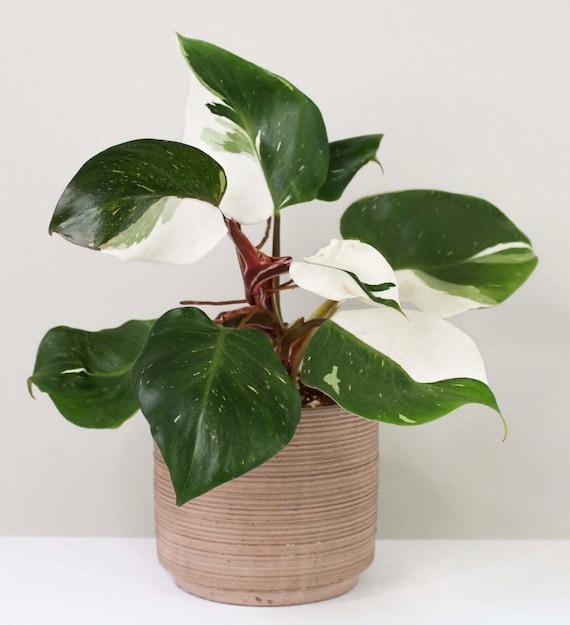 Philodendron White Wizard **(ALL starter plants require you to purchase any 2 plants)**
