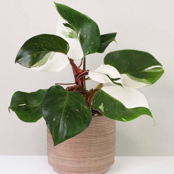 Philodendron White Wizard **(ALL starter plants require you to purchase any 2 plants)**