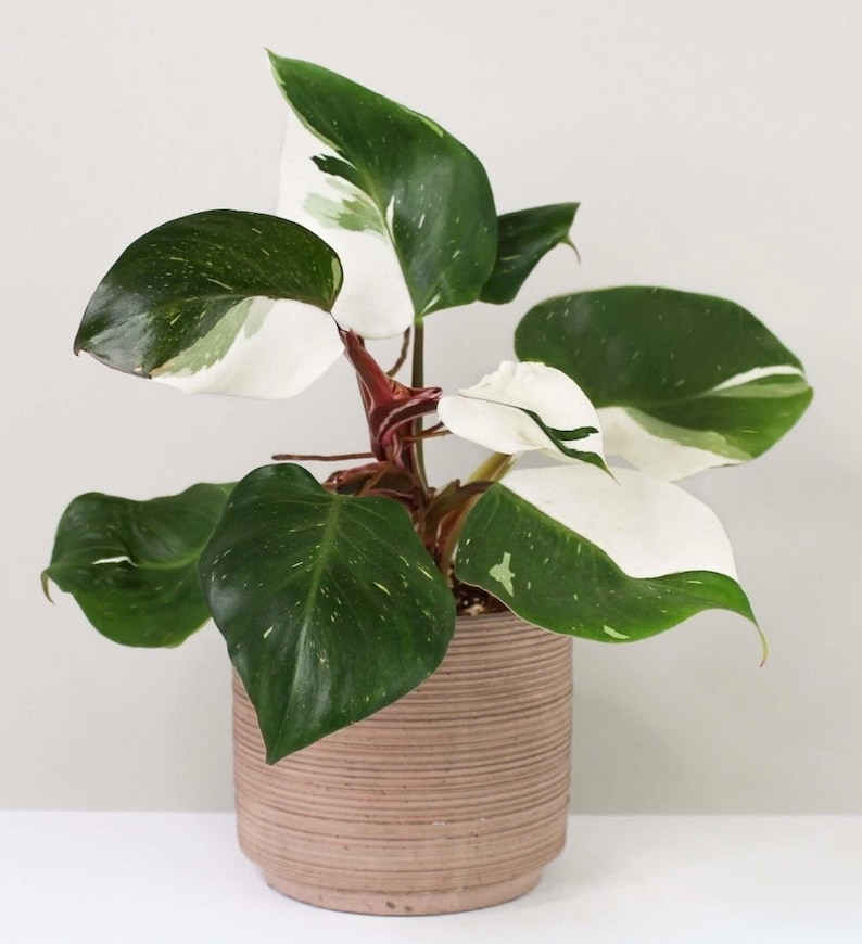 Puede incluir: Una planta de interior variegada en blanco y verde con tallos rojos en una maceta marr&oacute;n. La planta tiene hojas grandes, de forma ovalada, con variegaci&oacute;n blanca.