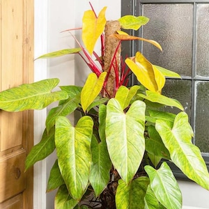 Philodendron “Painted Lady” Starter Plant (ALL STARTER PLANTS require you to purchase 2 plants!)