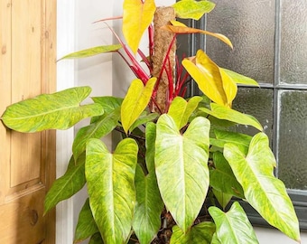 Philodendron Autumn Starter Plant (ALL STARTER PLANTS Require You to  Purchase 2 Plants!) - Etsy