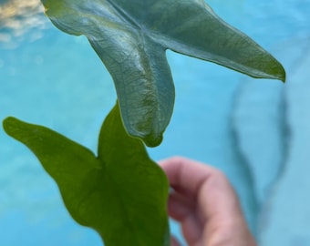 Alocasia Tigrina Superba - Elephant Ear Starter Plant. **ALL starter plants require you to purchase 2 plants!**