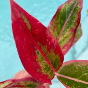 Aglaonema Siam Aurora**ALL starter plants require you to purchase 2 plants! **