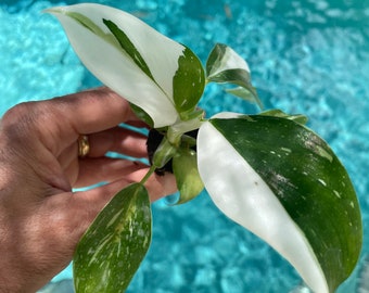 lemon meringue pothos vs global green Lemon Meringue Pothos - Epipremnum aureum - 6