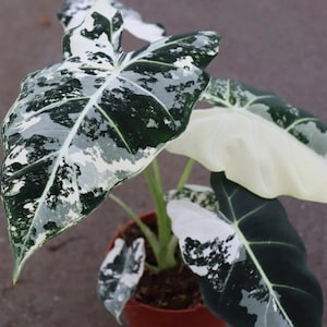 Alocasia Frydek Variegated Starter Plant (ALL STARTER PLANTS require you to purchase 2 plants!)