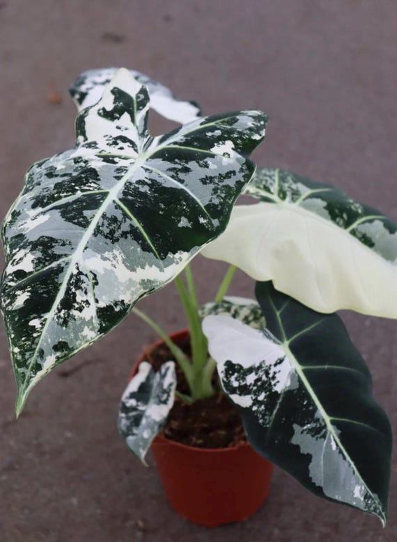 Alocasia Frydek Variegated Starter Plant (ALL STARTER PLANTS require you to purchase 2 plants!)