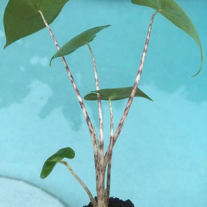 Alocasia Zebrina - Elephant Ear Starter Plant. **ALL starter plants require you to purchase 2 plants!**