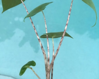 Alocasia Zebrina - Elephant Ear Starter Plant. **ALL starter plants require you to purchase 2 plants!**