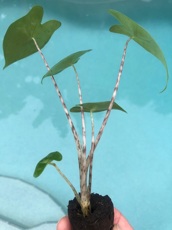 Alocasia Zebrina - Elephant Ear Starter Plant. **ALL starter plants require you to purchase 2 plants!**