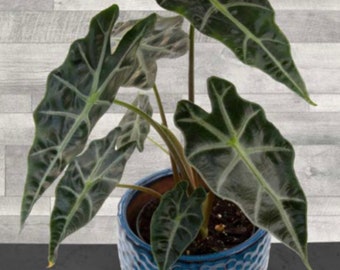 Alocasia Dwarf Amazonica Starter Plant (ALL STARTER PLANTS require you to purchase 2 plants!)