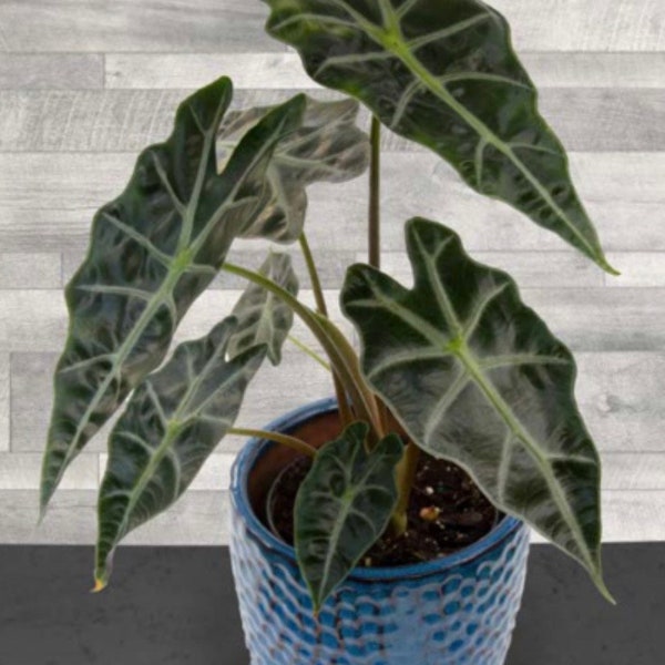 Alocasia Dwarf Amazonica Starter Plant (ALL STARTER PLANTS require you to purchase 2 plants!)