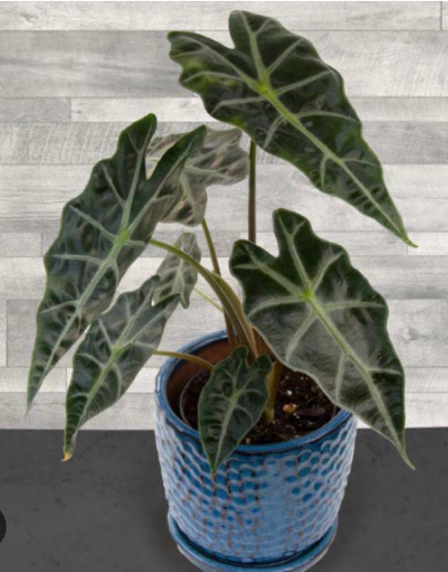 Alocasia Dwarf Amazonica Starter Plant (*** All Starter Plants