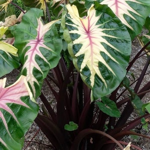 Colocasia “Waikiki” Escuelenta Elephant Ear Starter Plant. **ALL starter plants require you to purchase 2 plants! **