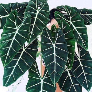 May include: Close-up of large, dark green Alocasia leaves with prominent white veins. The leaves have a distinctive arrowhead shape and are arranged in a lush, dense pattern. The plant is set against a plain white background.
