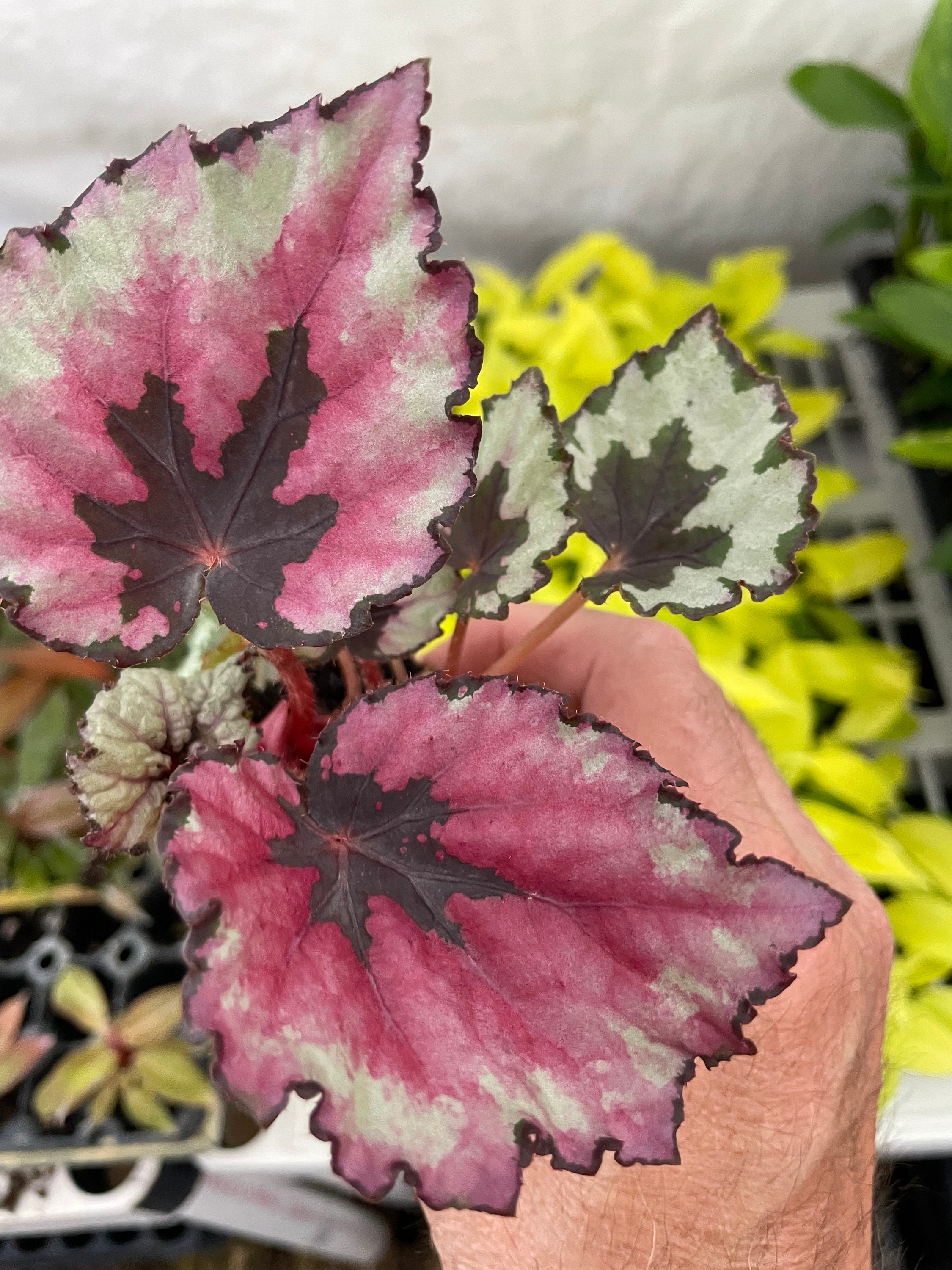 Rex Begonia Kotobuki Starter Plant (ALL STARTER PLANTS Require You