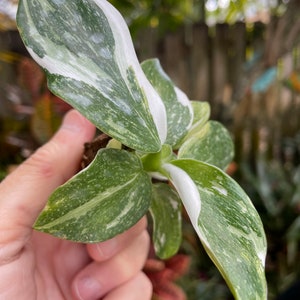 Puede incluir: Una peque&ntilde;a planta de interior con hojas variegadas. Las hojas son verdes con vetas blancas. La planta est&aacute; siendo sostenida en la mano de una persona.