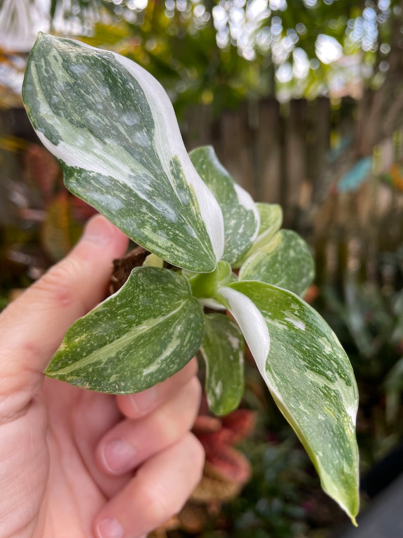 Puede incluir: Una peque&ntilde;a planta de interior con hojas variegadas. Las hojas son verdes con vetas blancas. La planta est&aacute; siendo sostenida en la mano de una persona.