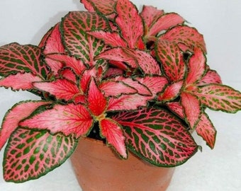 Fittonia Red (nerve plant) Starter Plant **ALL starter plants require you to purchase 2 plants! **