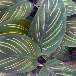 May include: Close-up of a houseplant with large, green leaves with pink stripes. The leaves are arranged in a layered pattern, creating a visually appealing texture.