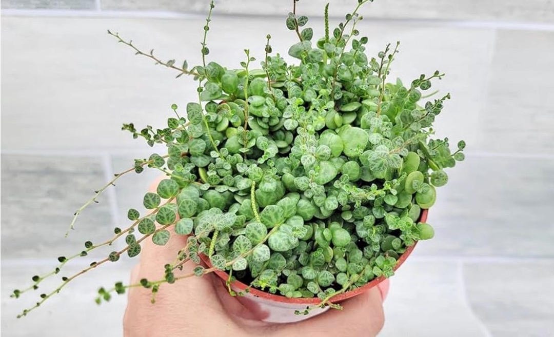 Vining Turtle String of Turtles Vining Starter Plant **(ALL Starter Plants Require ...