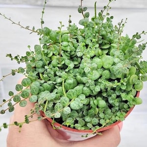 String of Turtles vining Starter Plant **(ALL starter plants require you to purchase any 2 plants)**