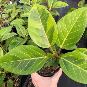 May include: A variegated Ficus lyrata plant with large, green and yellow leaves. The plant is potted in a black plastic pot and is being held by a hand.
