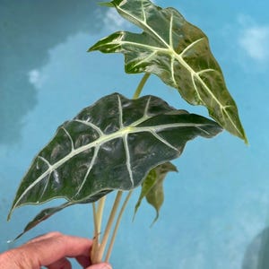 4 for 32.00 Royal Bundle Tropical GREEN mix ****See description ****