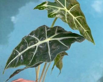 May include: Close-up of an Alocasia plant with large, dark green leaves featuring prominent white veins. The plant is held against a light blue background. The leaves have a glossy texture, and the plant appears healthy.