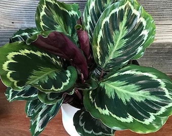 Calathea Medallion starter plant **(ALL starter plants require you to purchase any 2 plants)**
