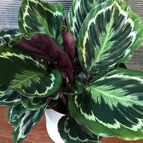 Calathea Medallion starter plant **(ALL starter plants require you to purchase any 2 plants)**